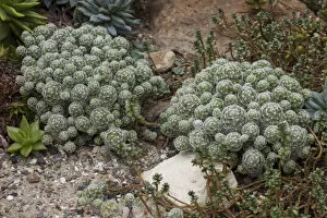Images Dated 30th July 2014: Mammillaria gracilis cactus, native to Mexico