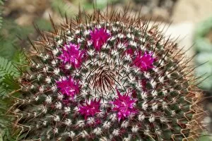 Images Dated 30th July 2014: Mammillaria polythele cactus, native to Mexico