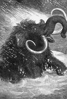Mammoth