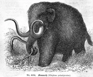 Mammoth