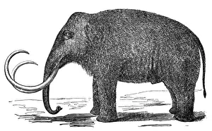 Animal Bone Prints: Mammoth (elephas primigenius)