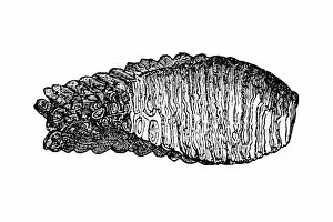 Images Dated 11th December 2019: Mammoth molars, a grinding tooth at the back of a mammals mouth