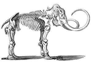 Animal Bone Prints: Mammoth skeleton (elephas primigenius)