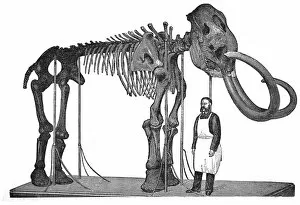 Images Dated 26th April 2016: Mammoth skeleton (elephas primigenius)