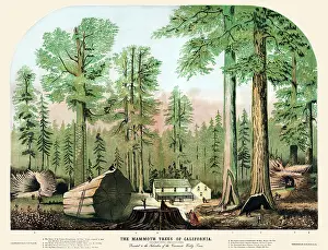 The mammoth trees of California
