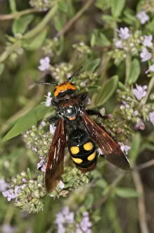 Foraging Gallery: Mammoth wasp -Megascolia maculata flavifrons- searching for nectar on a thyme bush