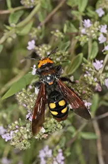 Extreme Close Up Prints: Mammoth wasp -Megascolia maculata flavifrons- searching for nectar on a thyme bush