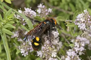 Mammoth wasp -Megascolia maculata flavifrons- searching for nectar on a thyme bush, near Lake Kerkini, Greece, Europe