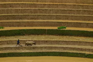 Images Dated 5th June 2016: Man with buffalo in rice terrace paddies in North Vietnam
