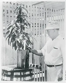 Miami Prints: Man Displaying Tree