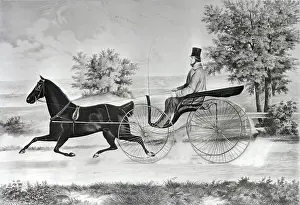 Buggy Prints: Man Driving Horse And Buggy In Summer