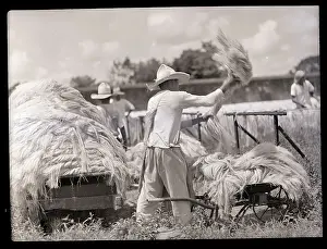 Man Drying Henequin Leaves