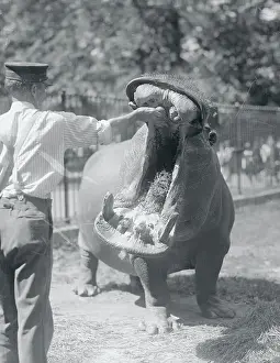 Hippopotamus Prints: Man Feeding Hippopotamus