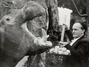 Hippopotamus Prints: Man Feeding Hippopotamus Apples