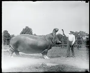 Hippopotamus Prints: Man Feeding Hippotamus