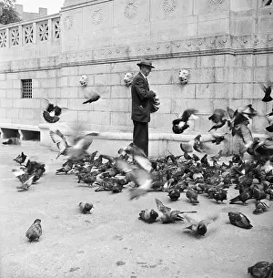 Boston Common Prints: Man Feeding Pigeons in Boston
