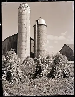 Corn Prints: Man Gathering Shucks of Corn