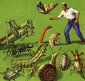 Man and Giants Bugs