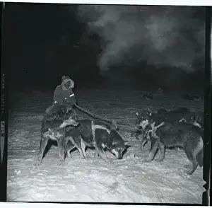 Greenland Prints: Man Guiding Dogs to Stop for the Night