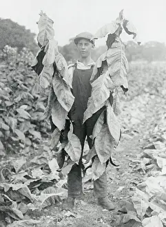Man Harvesting Tobacco