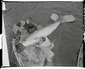 Whale Prints: Man Helping Displaced Whale on Shoreline