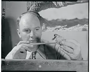 Herpetology Prints: Man Holding a Baby King Cobra