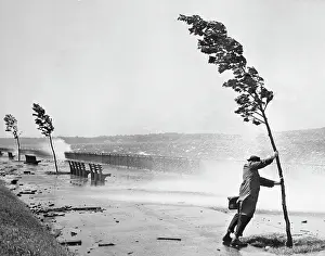Man Holding Onto Tree During Hurricane Carol