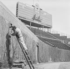 Pruning Prints: Man on Ladder Working on Wrigley Stadium