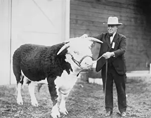 Caution Prints: Man Leading Prize Bull