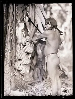 Anthropology Prints: Man In Loincloth Pulling Down Bananas