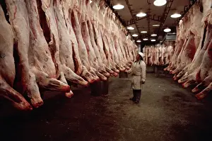 Carcass Prints: Man looking at Cow Carcasses
