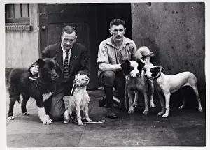 Orphanage Prints: Man Looking Over Unfortunate Orphan Dogs