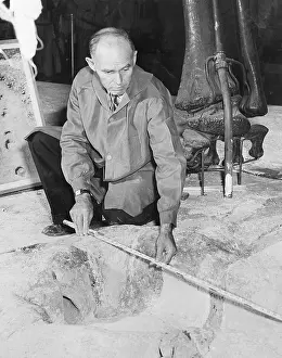 Footprint Prints: Man Measuring Dinosaur Footprint