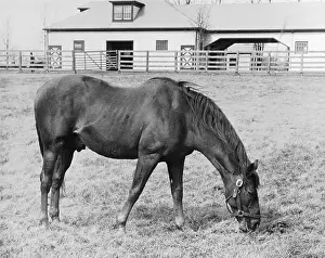 Pasture Prints: Man O War Out to Pasture