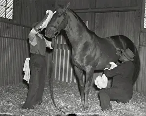 Man O War Being Personally Groomed