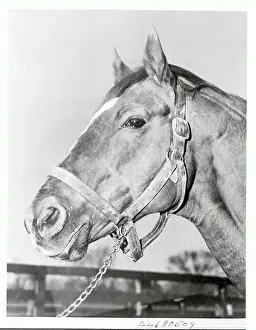 Lexington Prints: Man O War After Retirement