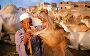 Camel Prints: Man Opening Mouth of Camel at Camel Market