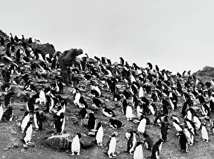 Man With Penguins In Antarctica