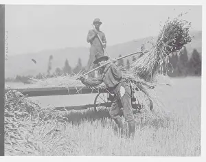Man Pitching Hay