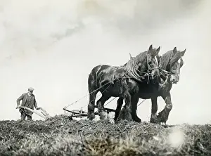 Man Ploughing Field with Horse Team