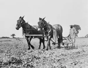 Tennessee Prints: Man Plowing a Cotton Field