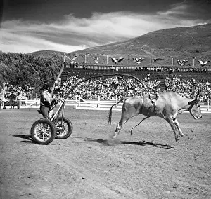 Man Riding Harnessed Bull