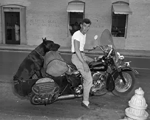 Man Riding Motorcycle With A Great Dane
