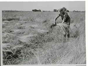 Man Salvaging His Flax Crop