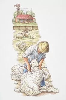 Man shearing wool off sheep, farmhouse and shepherd tending animals in background