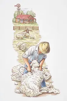 Occupations Prints: Man shearing wool off sheep, farmhouse and shepherd tending animals in background