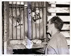 Cage Prints: Man Shouting at Roaring Lions