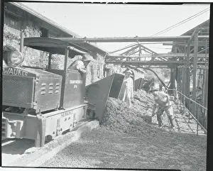 Man Shoveling Grapes After Dumping