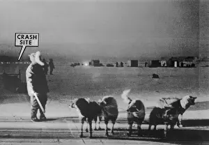 Man Standing with Eskimo Dogs