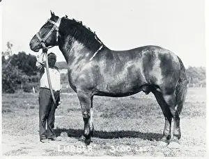 Man Standing with Largest Horse